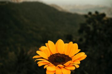 ADHD counselling for men in BC